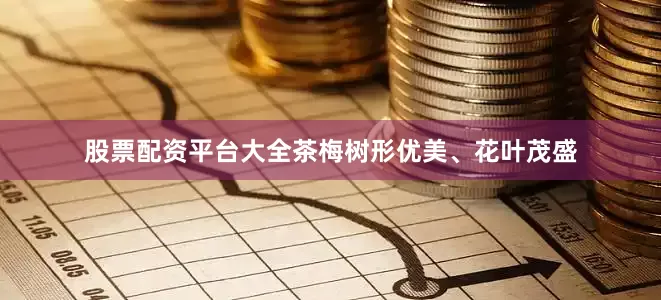 股票配资平台大全茶梅树形优美、花叶茂盛